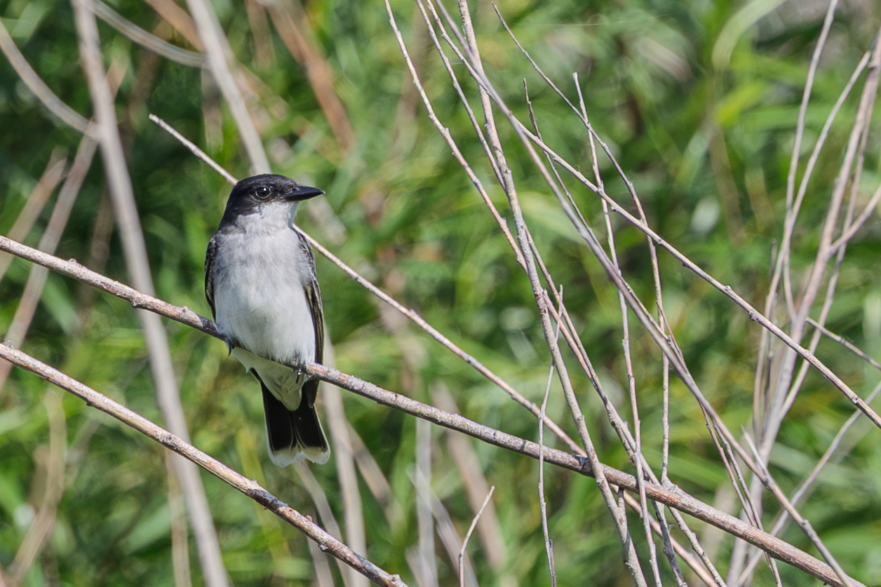Eastern Kingbird