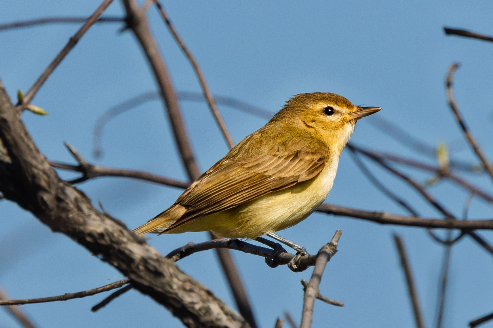 Warbling Vireo