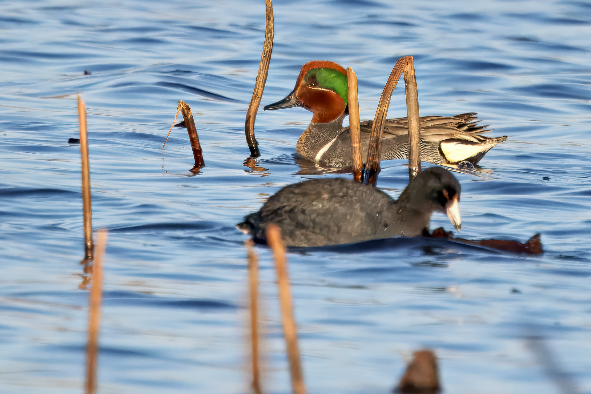 Green-winged Teal
