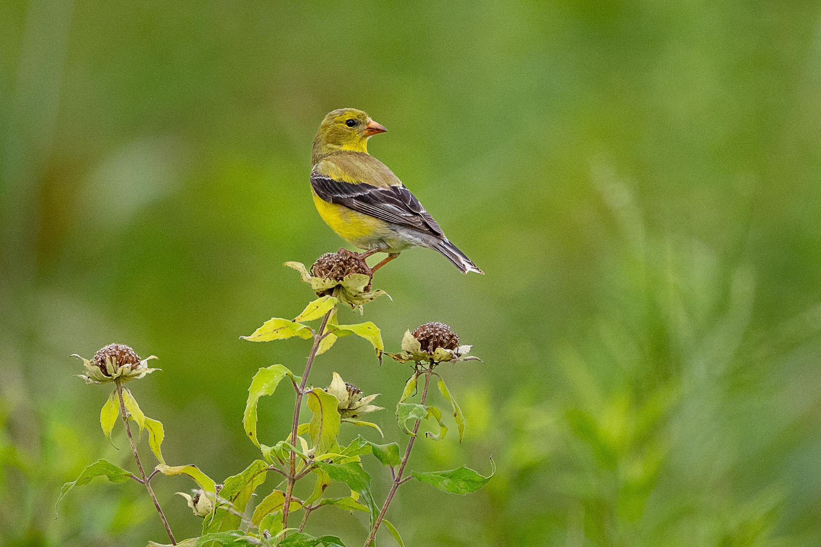 American Goldfinch