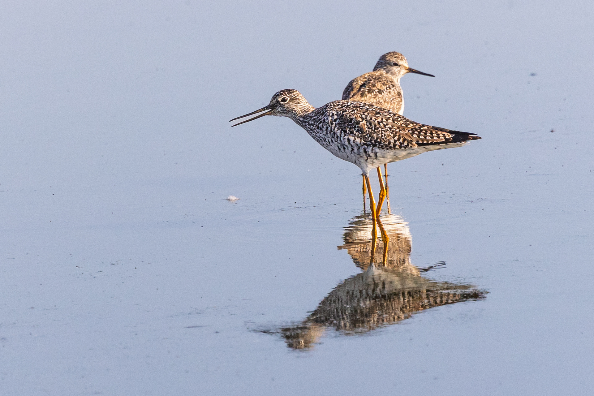 Greater Yellowlegs