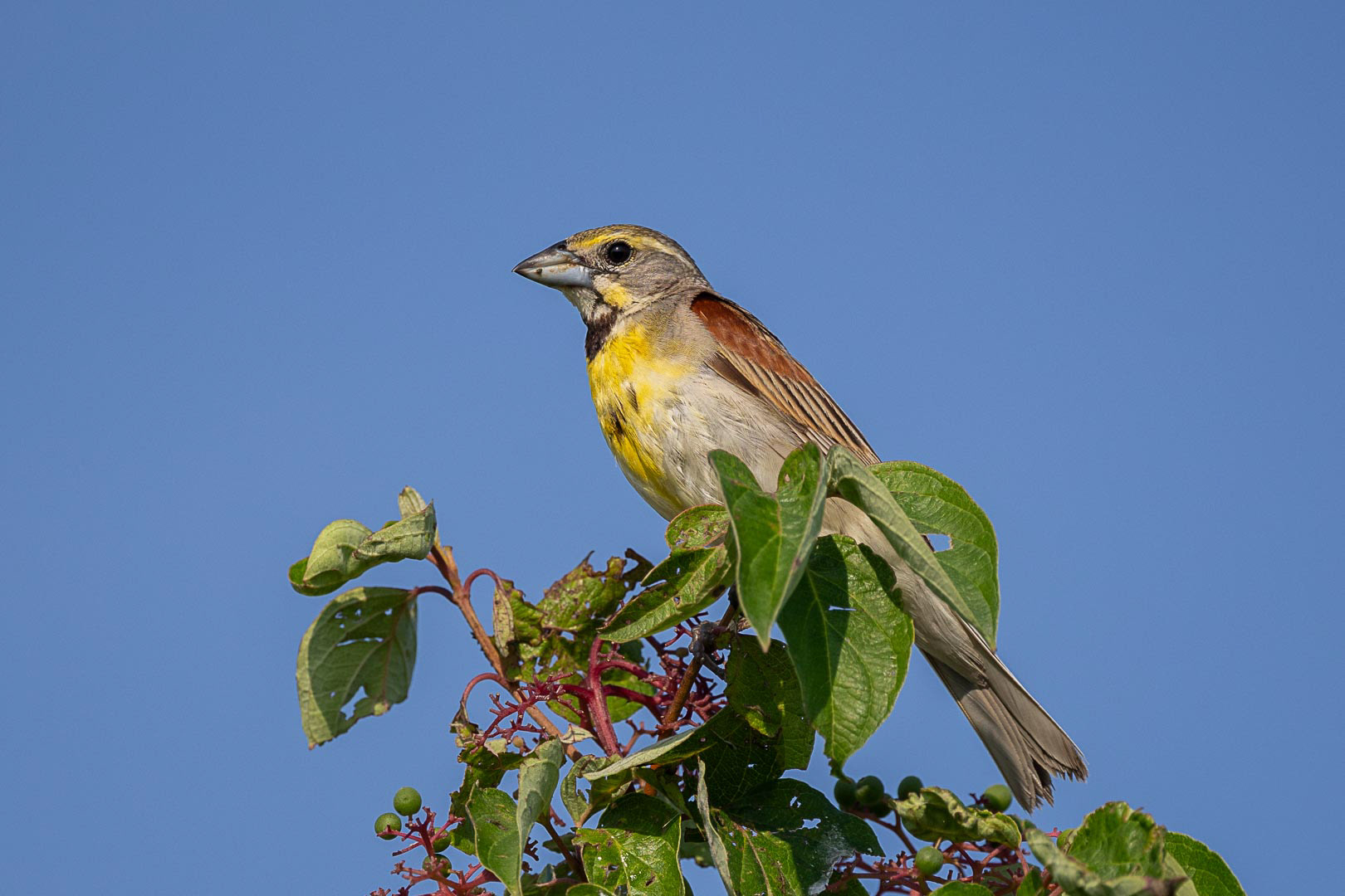 Dickcissel