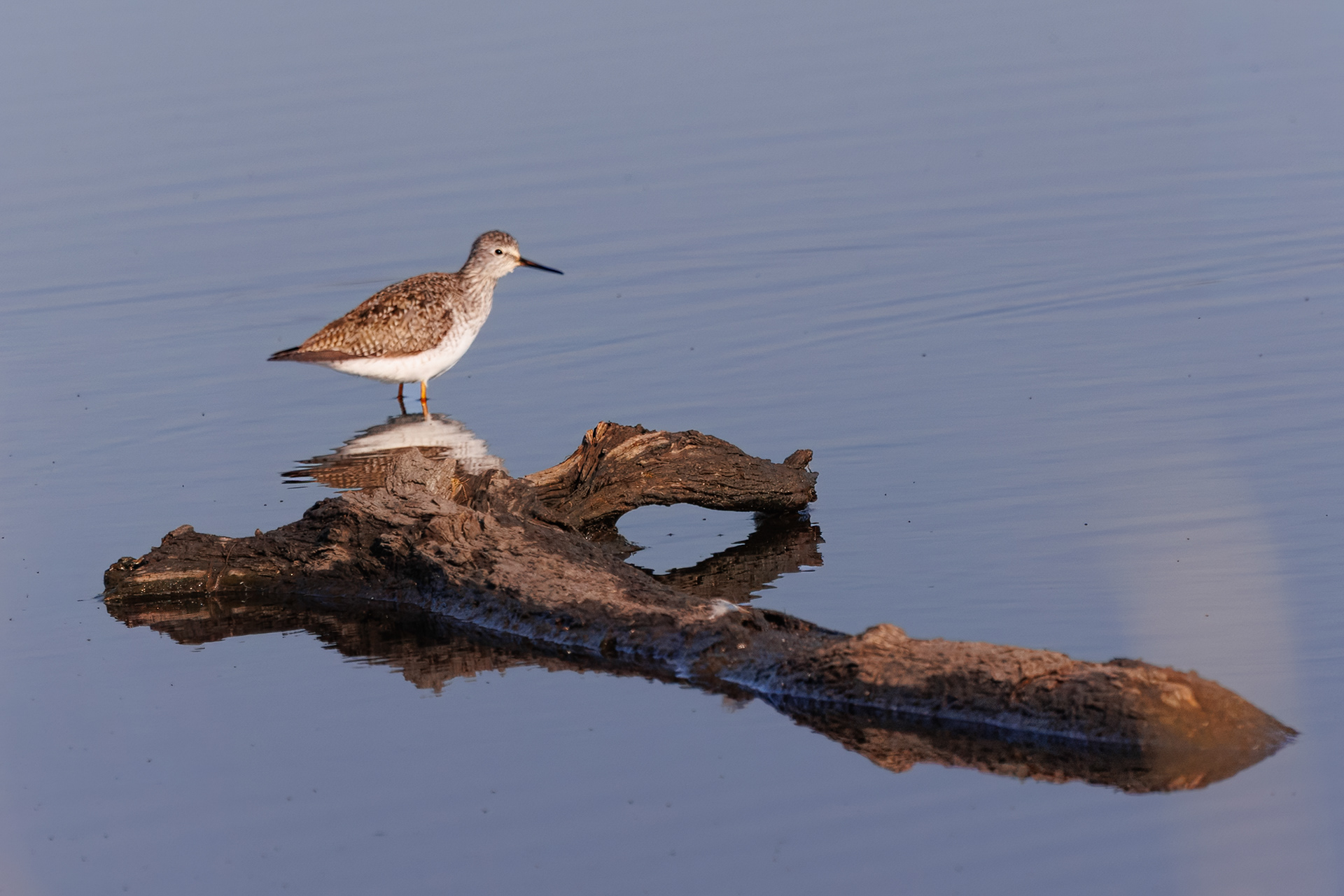 Greater Yellowlegs