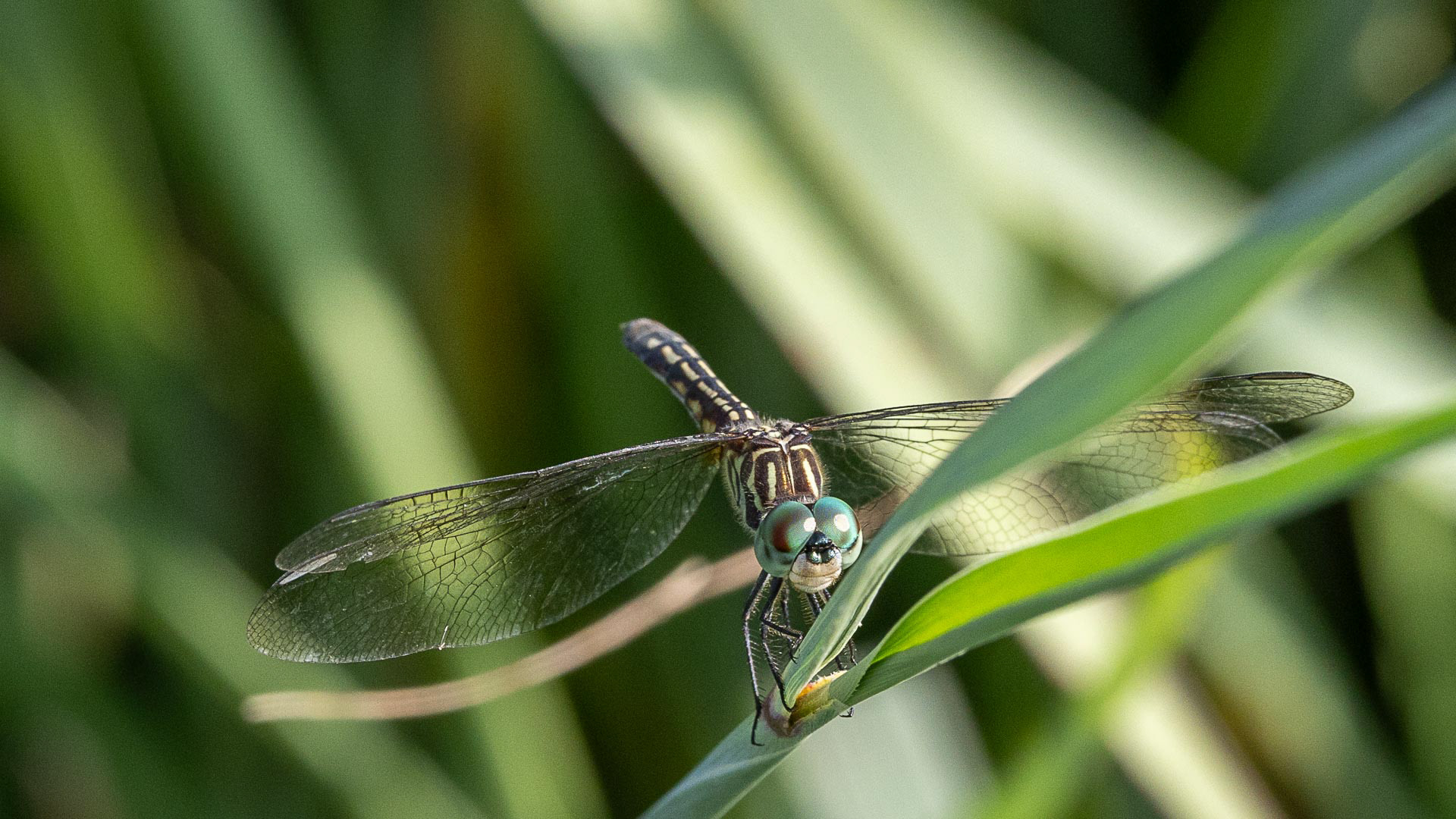 Blue Dasher