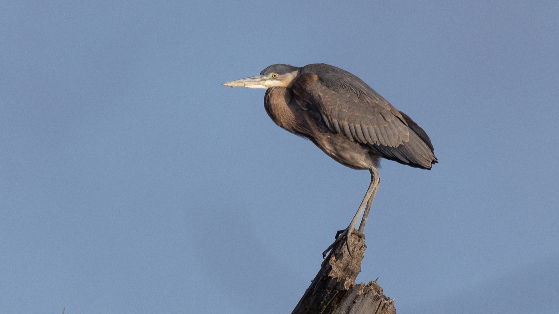 Great Blue Heron