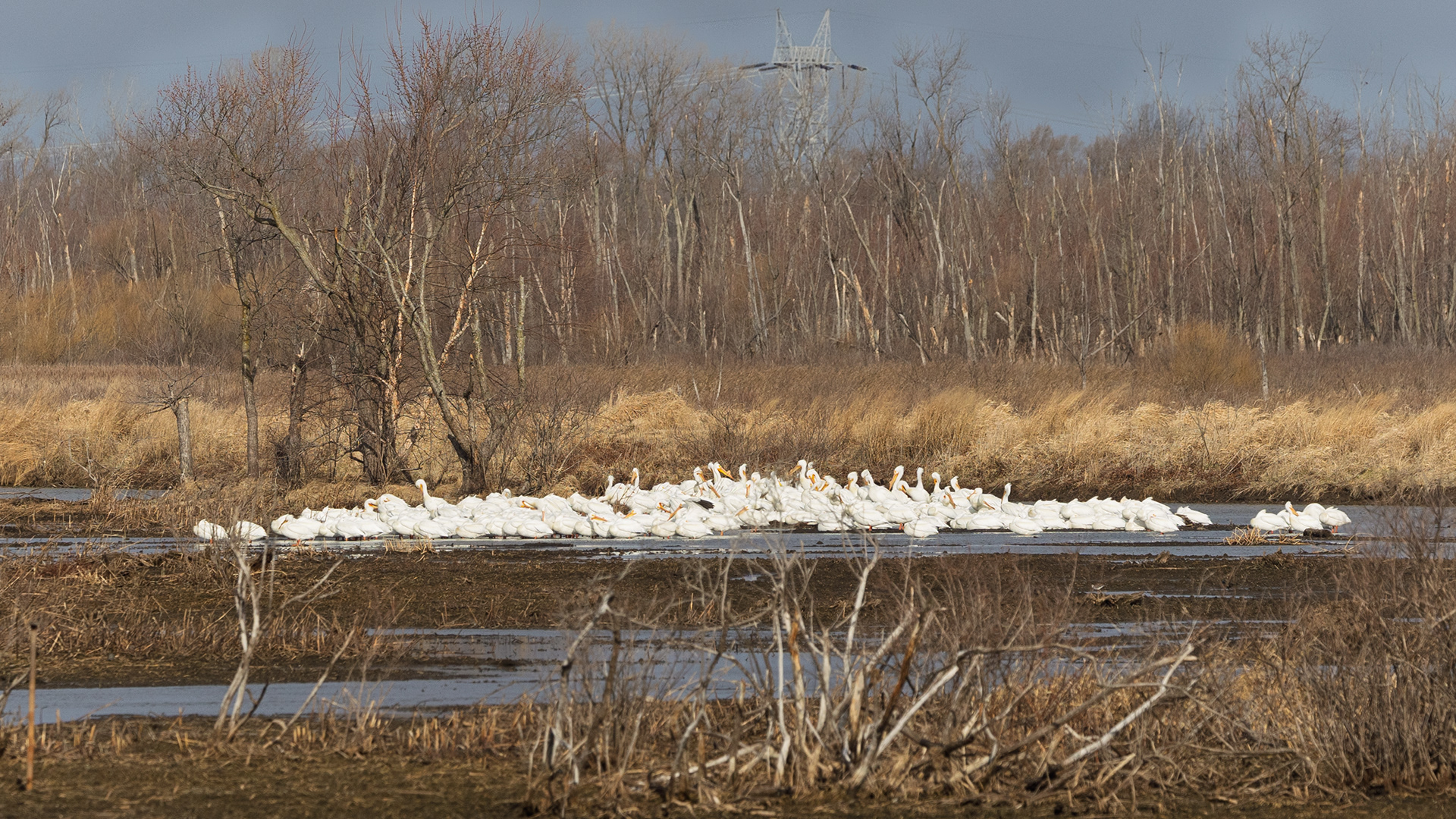 American White Pelicans
