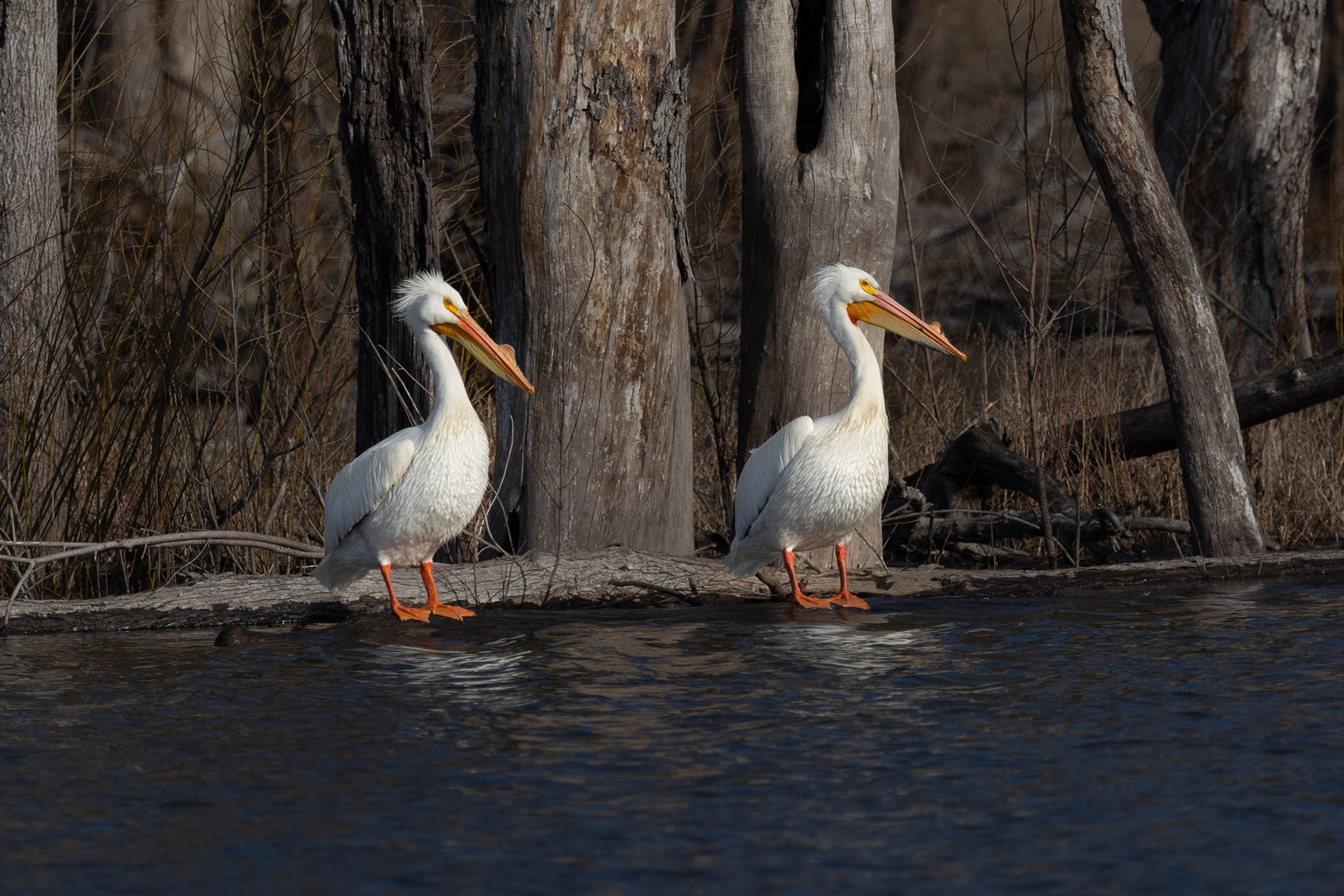 American White Pelicans