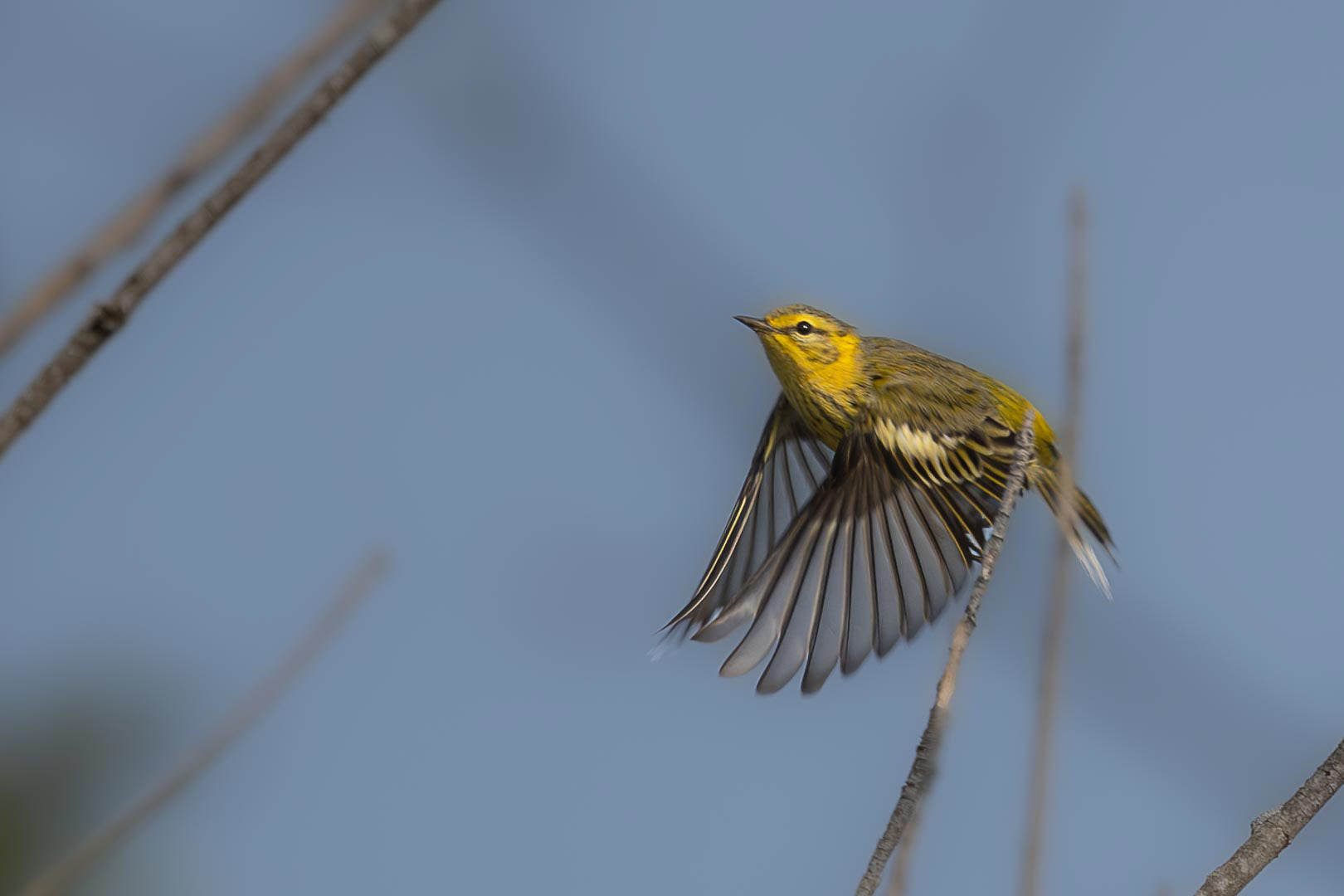 Cape May Warbler