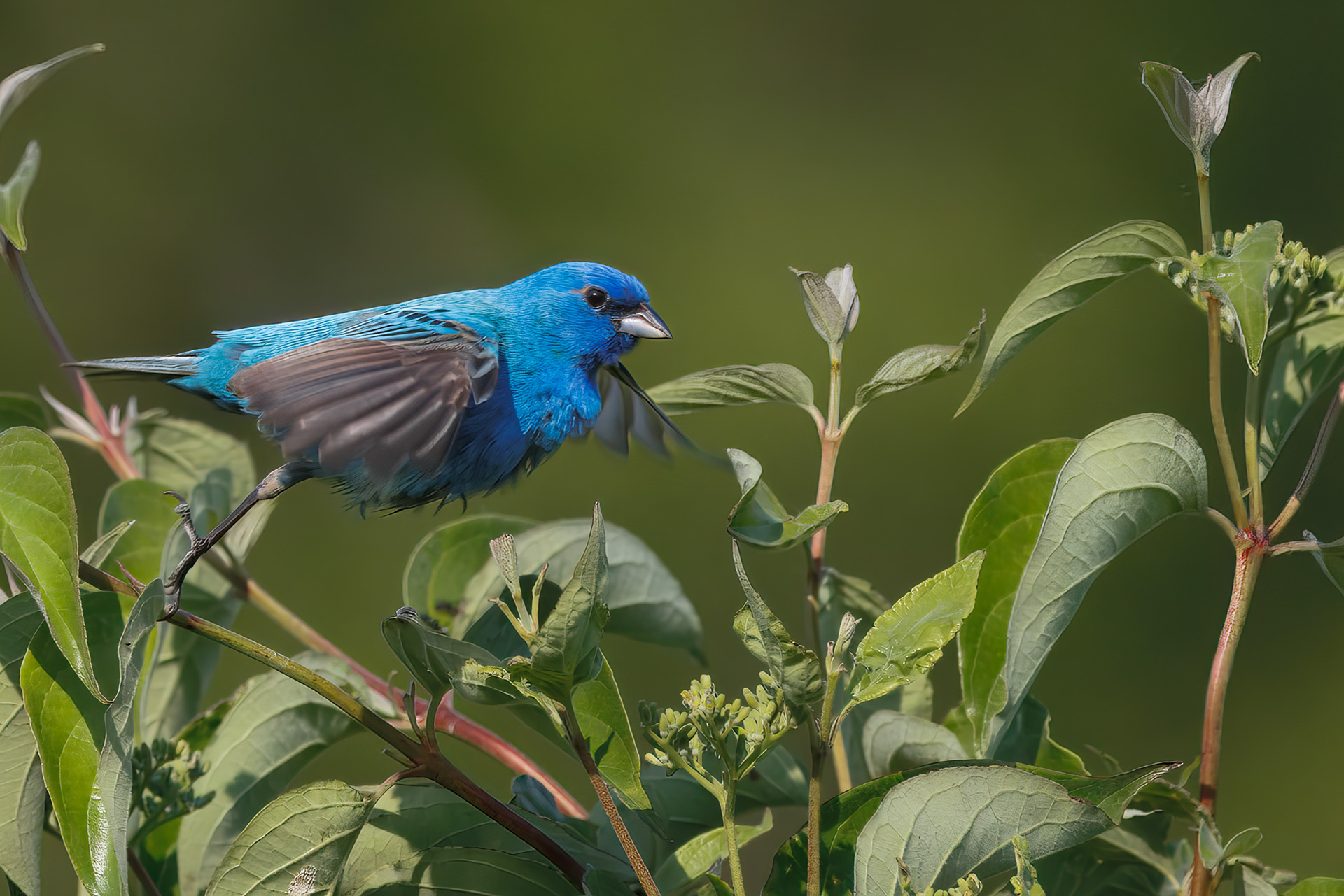Indigo Bunting