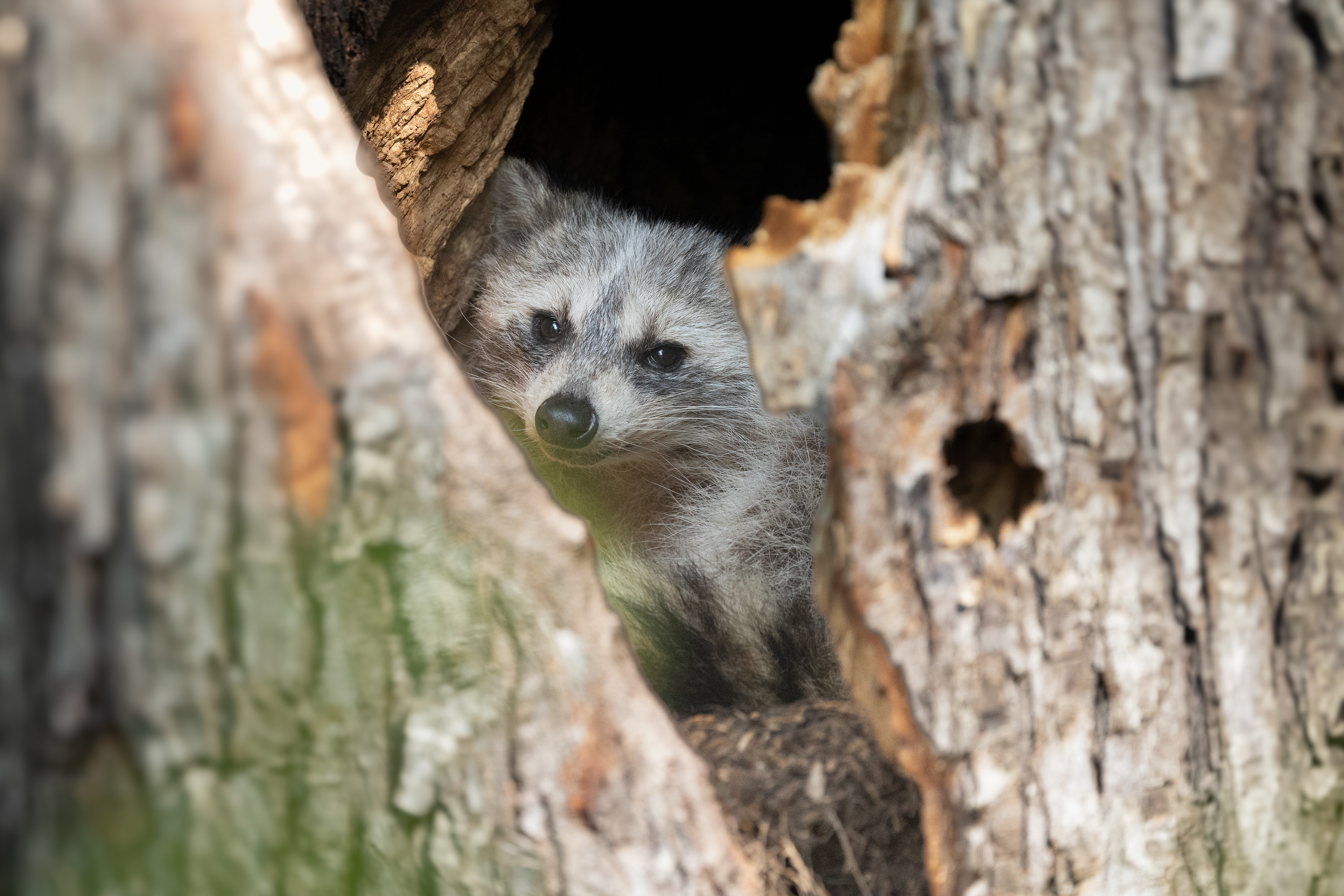 Raccoon