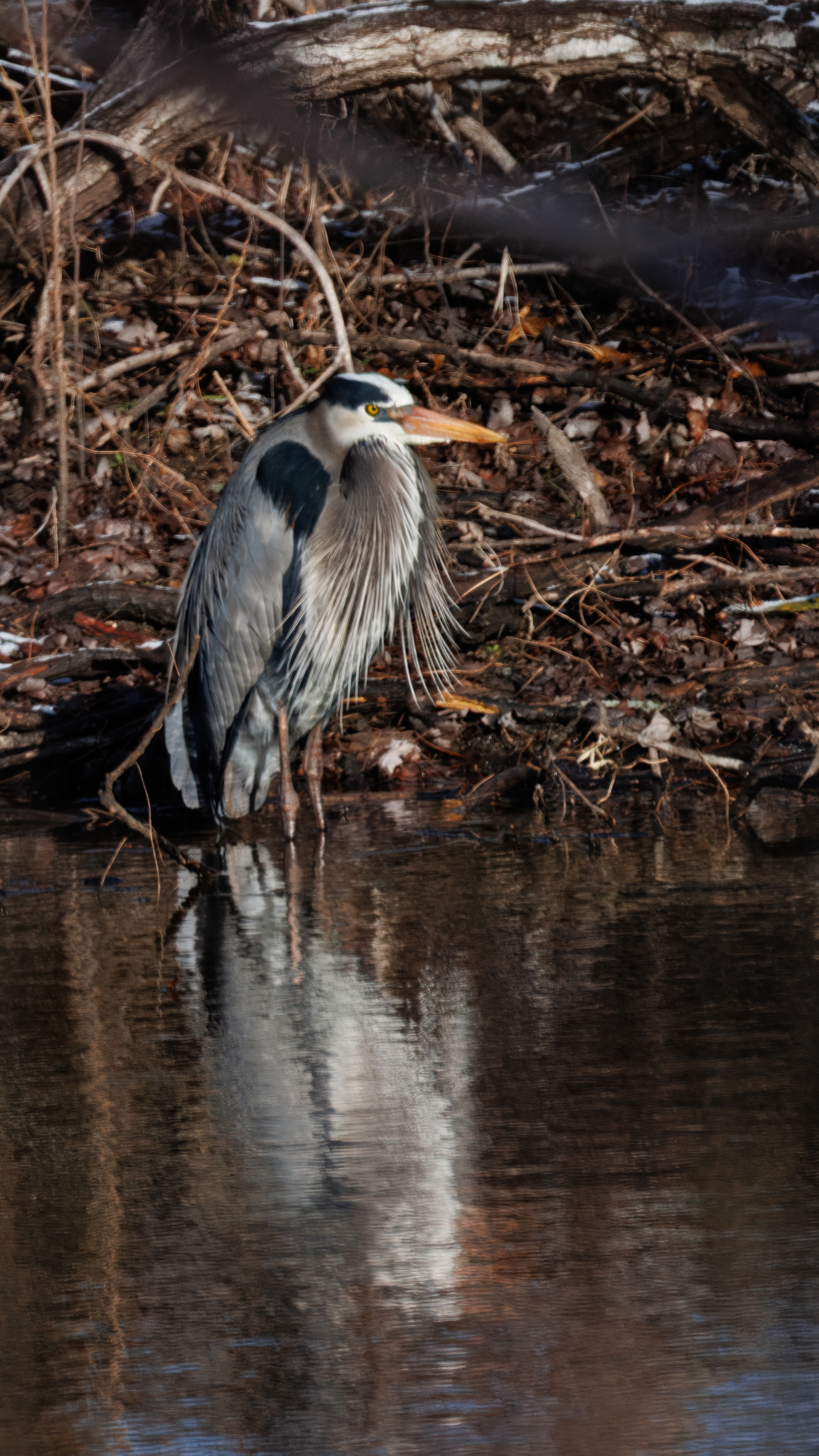 Great Blue Heron