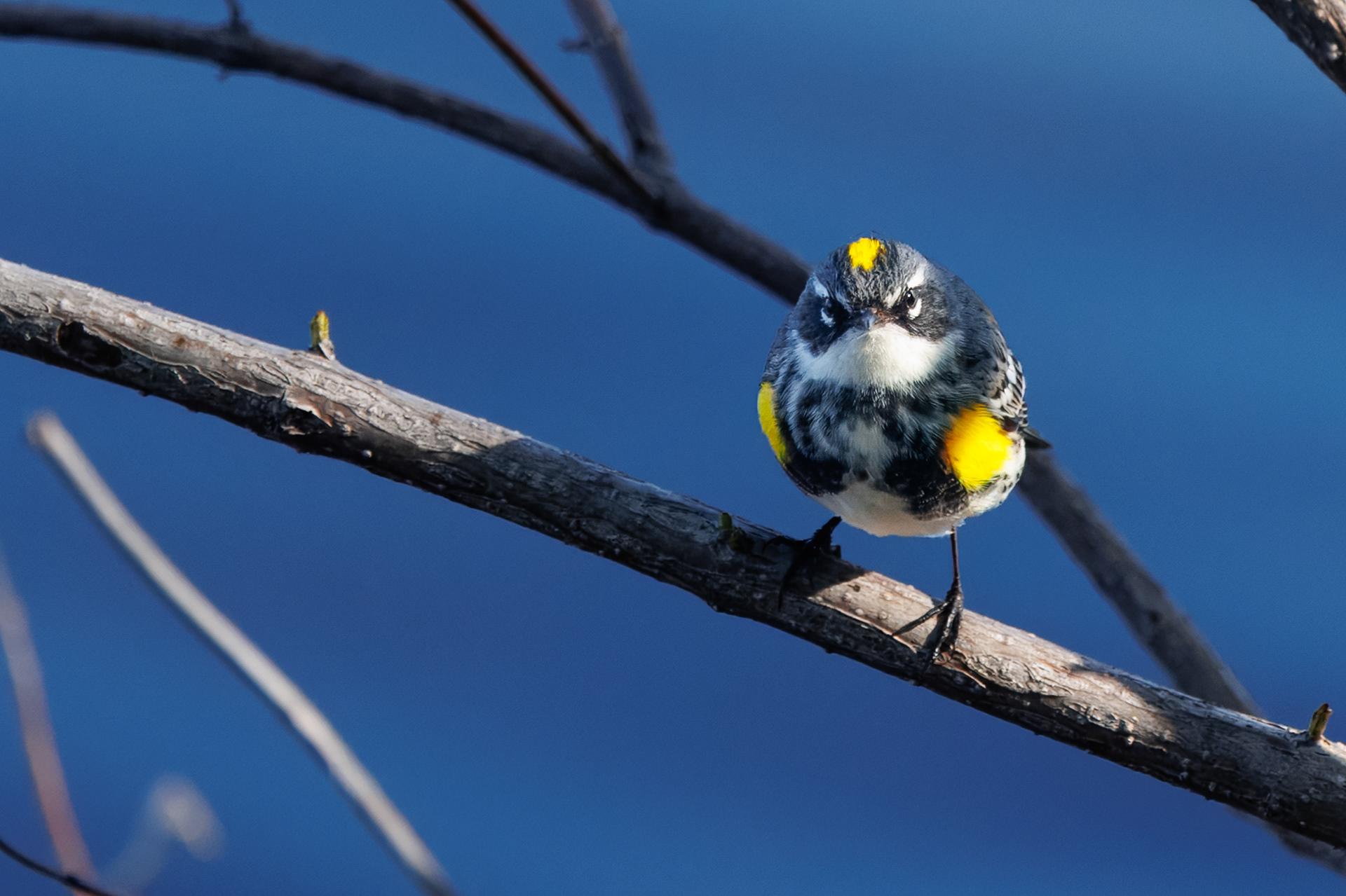 Yellow-rumped Warbler