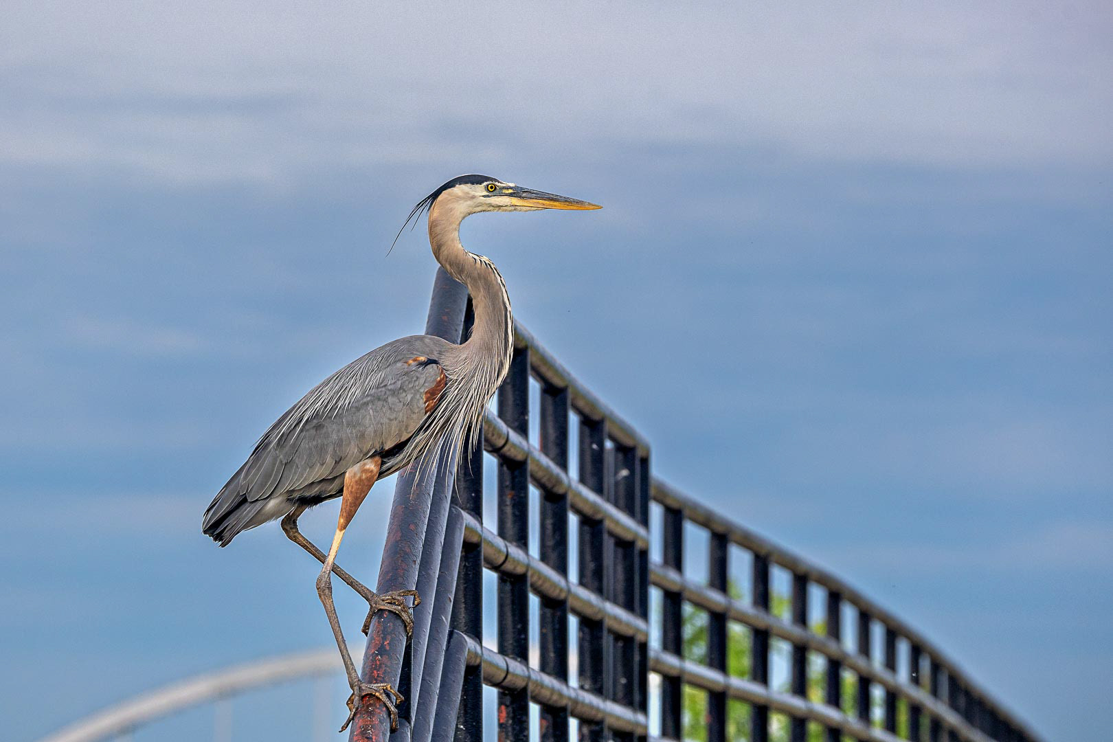 Great Blue Heron – Lock and Dam 14