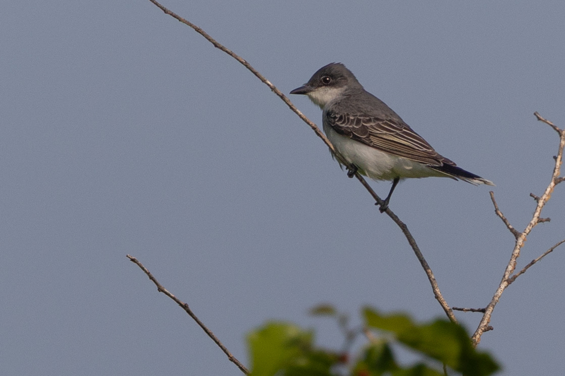 Eastern Phoebe
