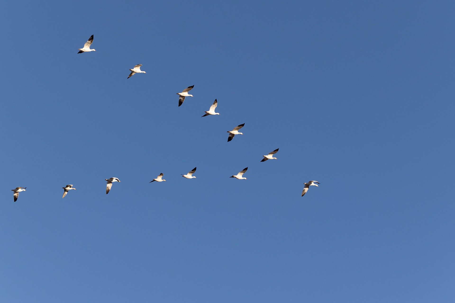 Snow Geese