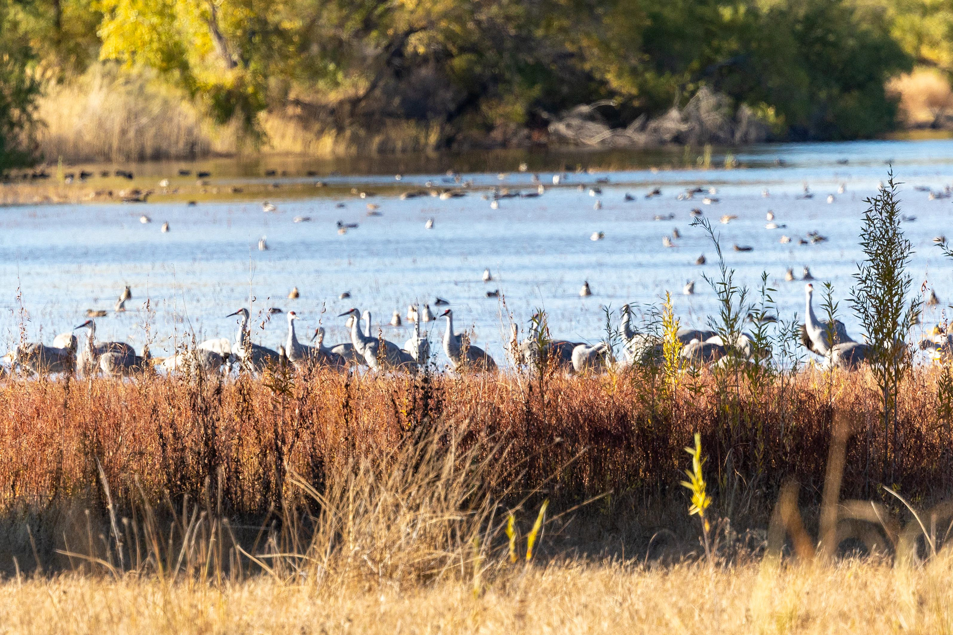 Sandhill Cranes and Snow Geese
