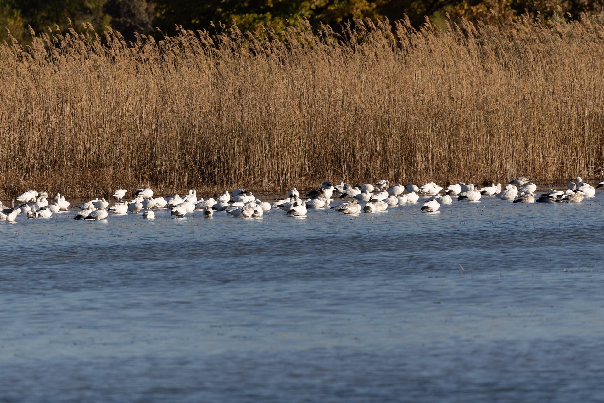 Snow Geese
