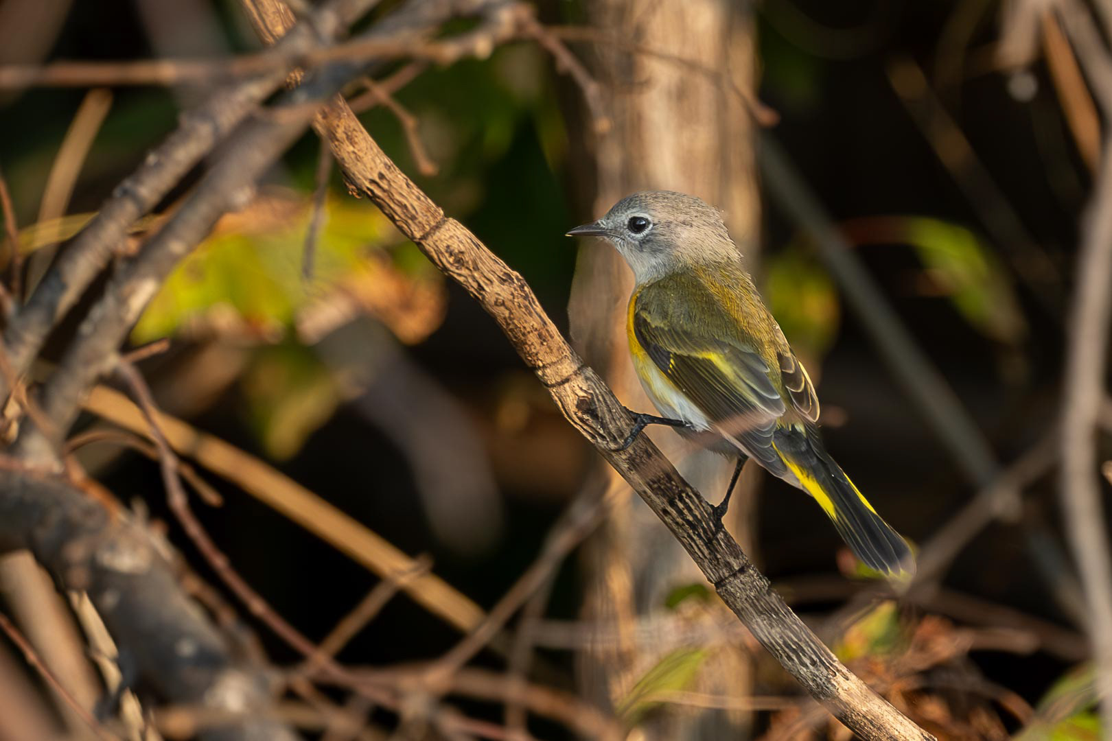 American Redstart