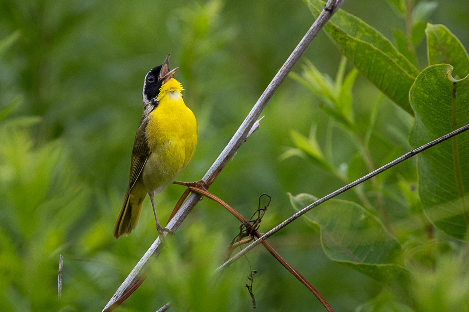 Common Yellowthroat