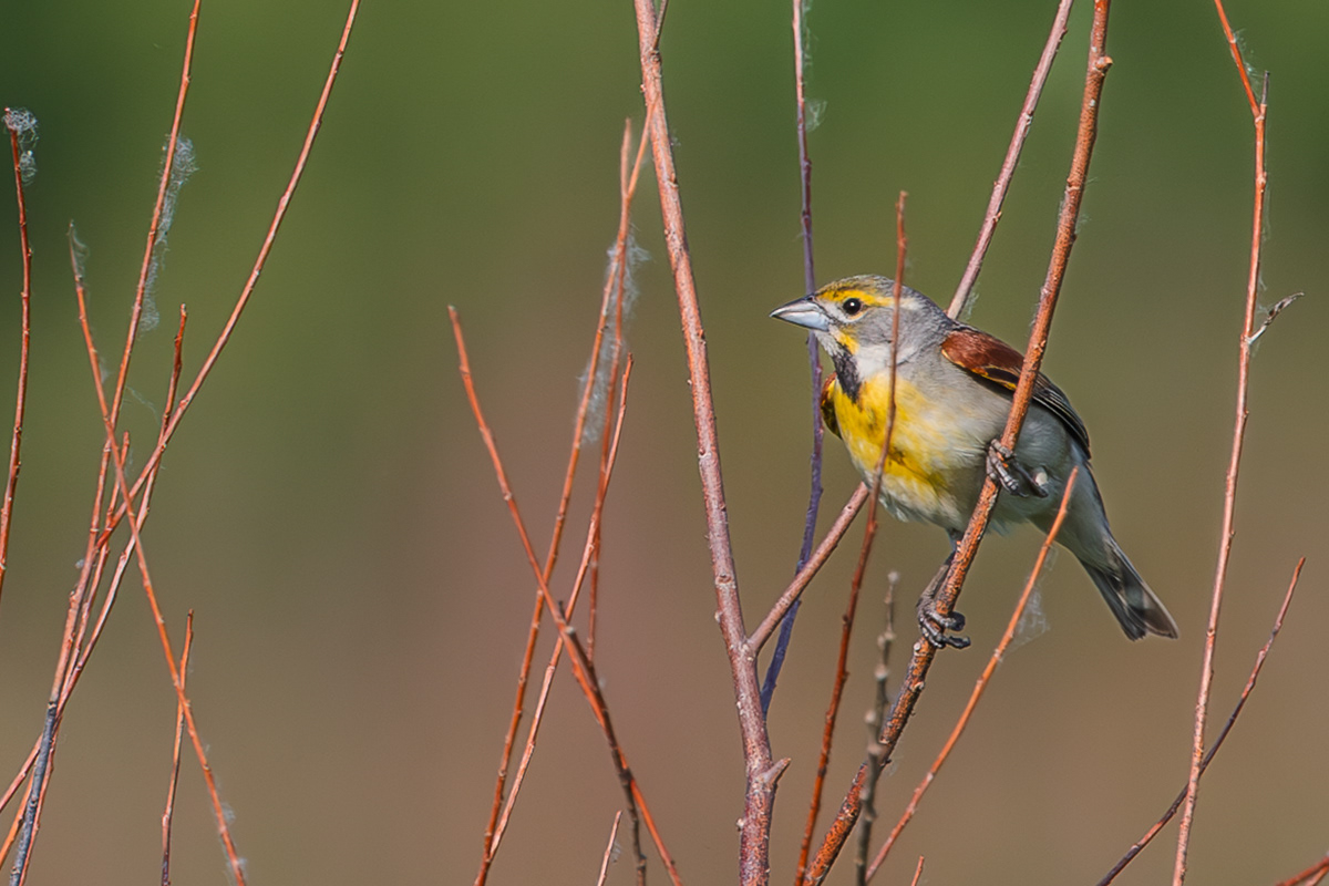 Dickcissel