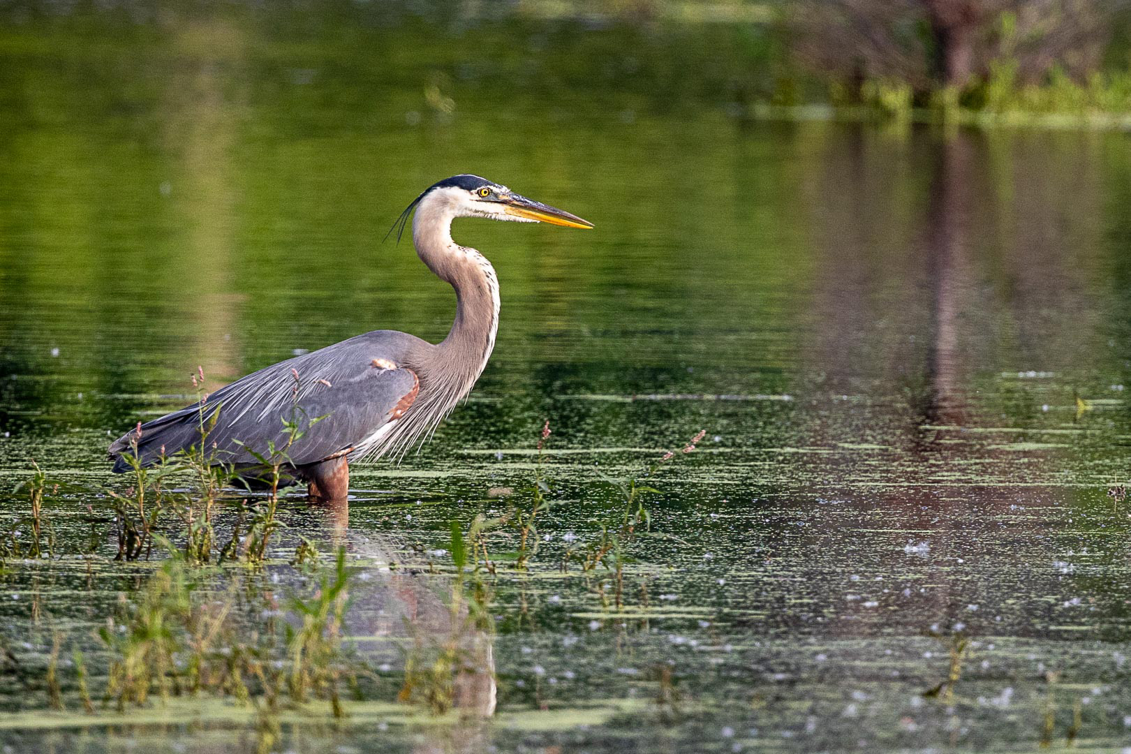 Great Blue Heron – Credit Island