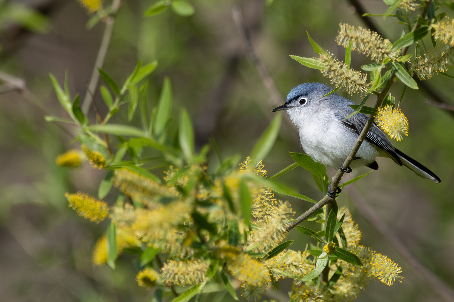 Blue-gray Gnatcatcher