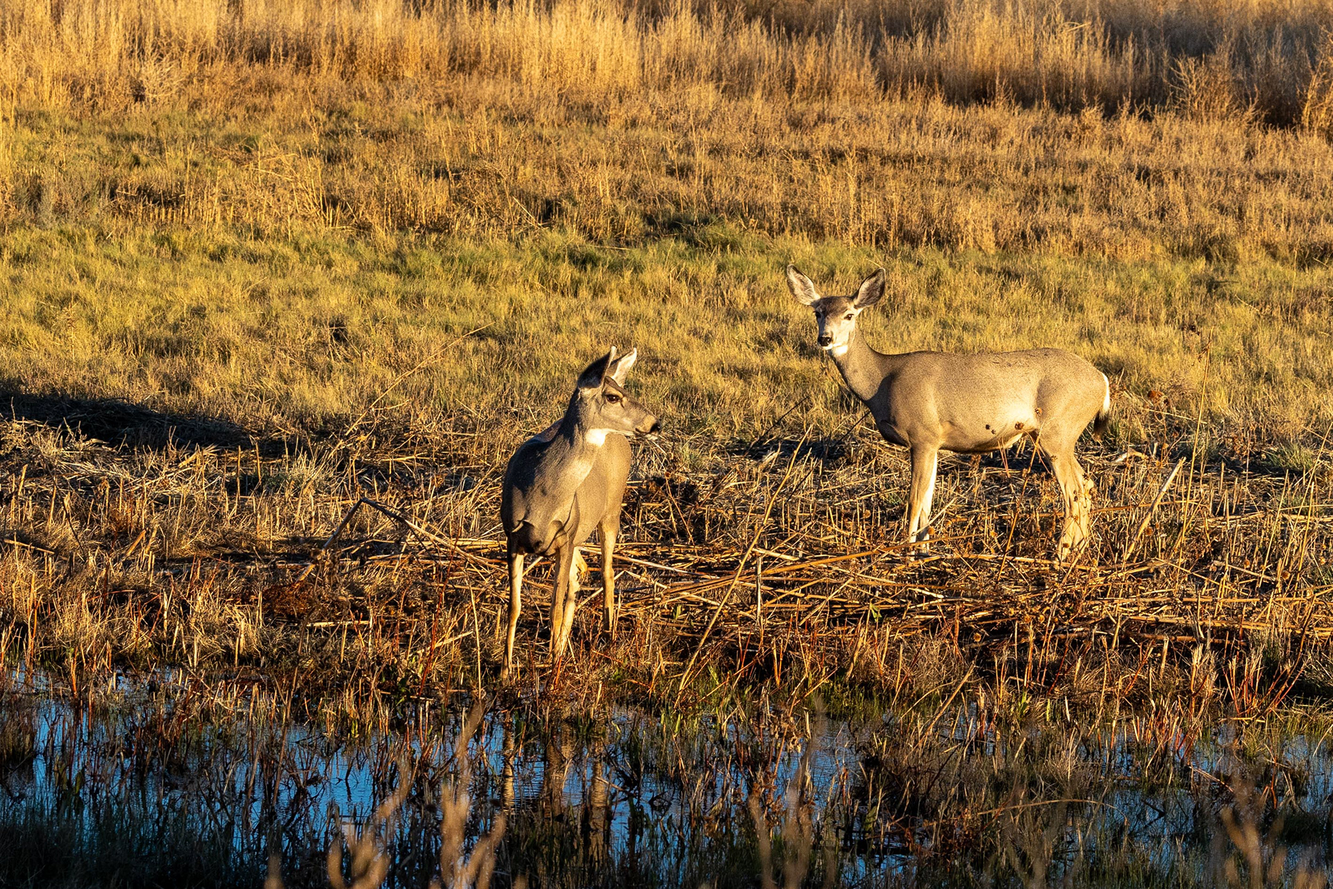 Mule Deer