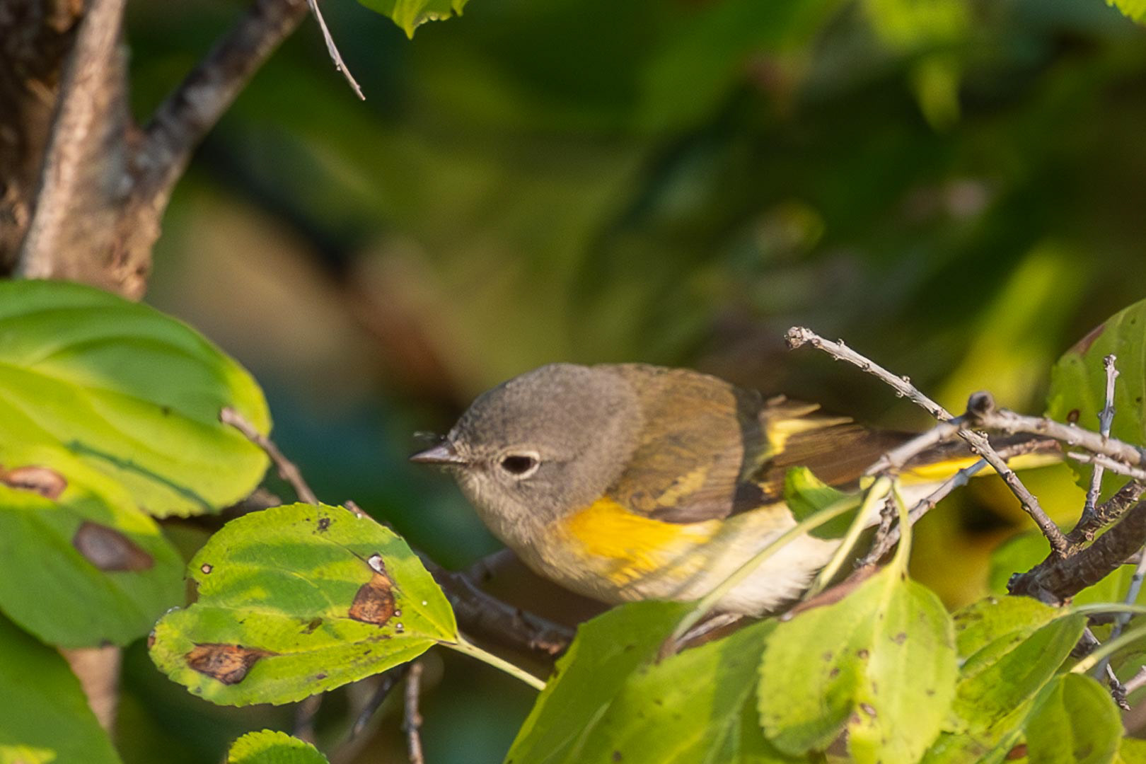 American Redstart
