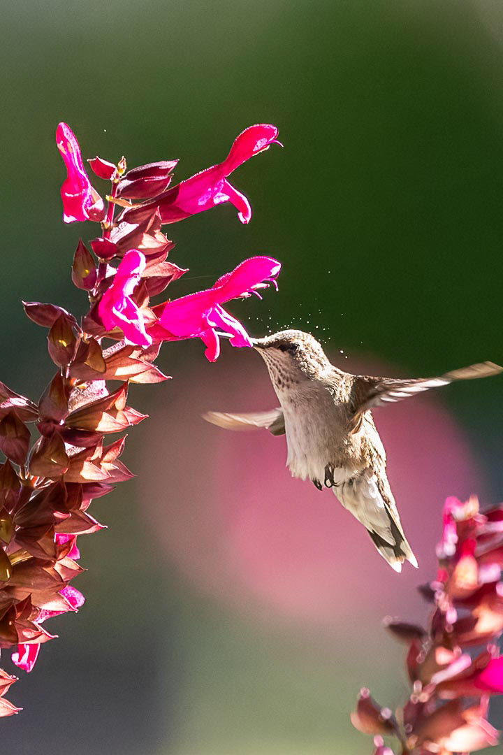 Ruby-throated Humming Bird