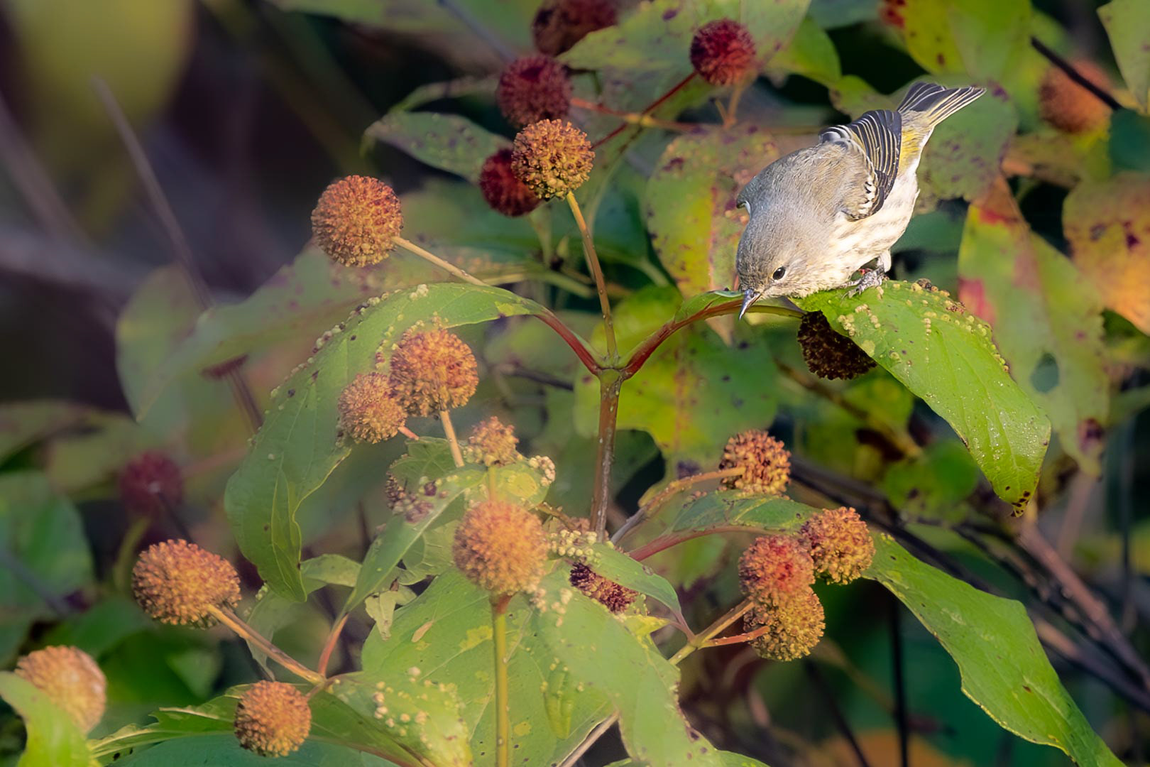 Orange-crowned Warbler