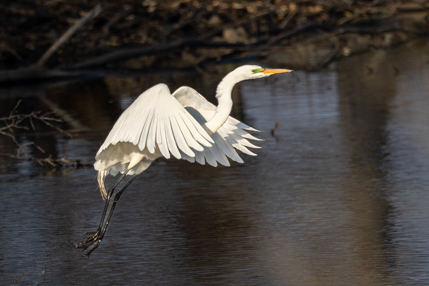 Great Egret