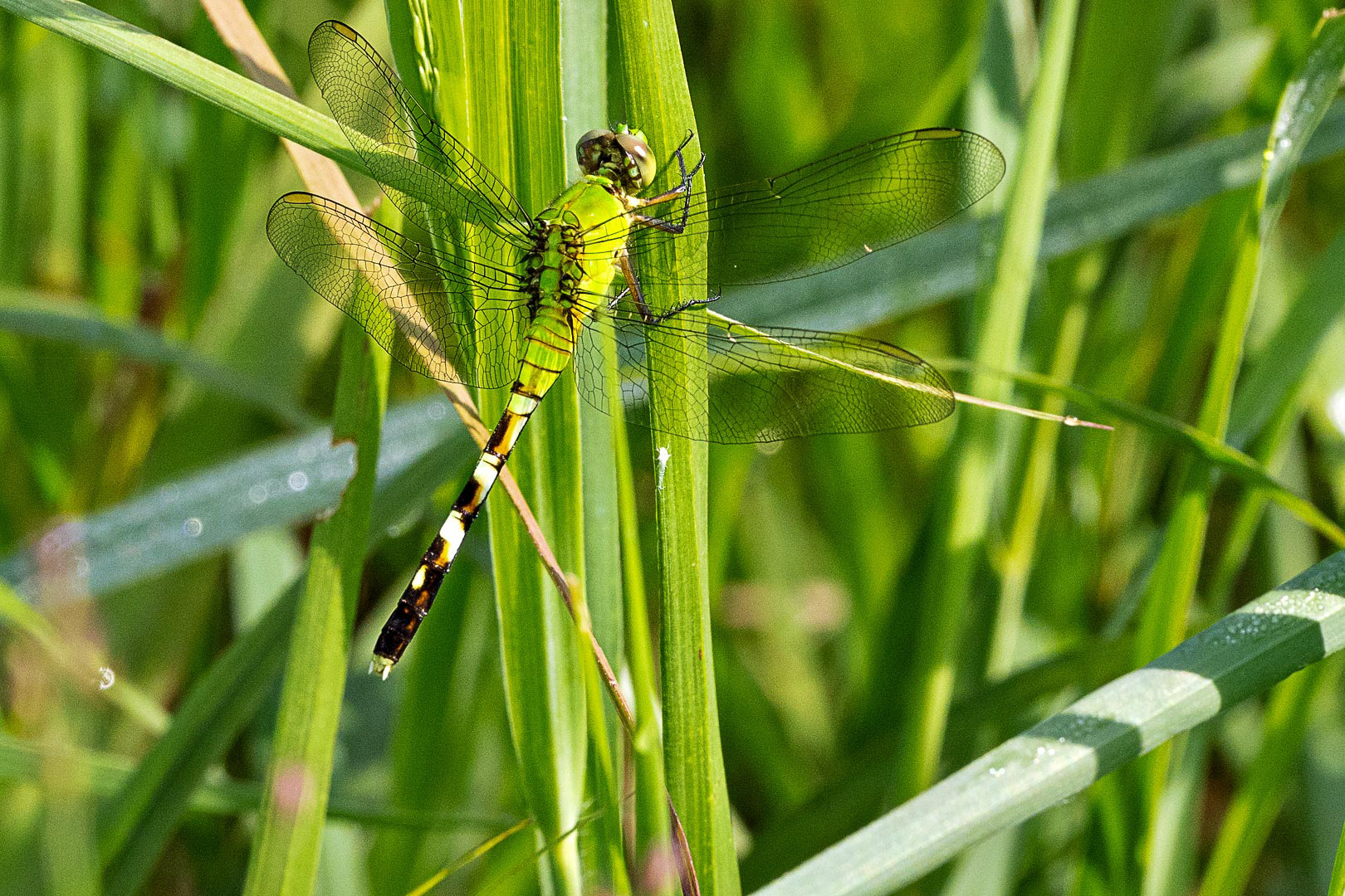 Eastern Pondhawk