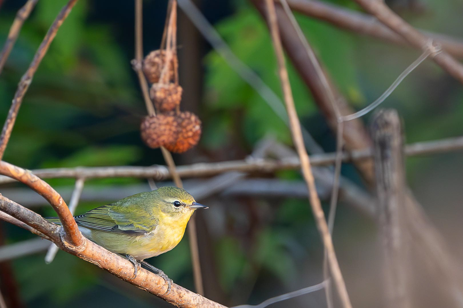 Tennessee Warbler