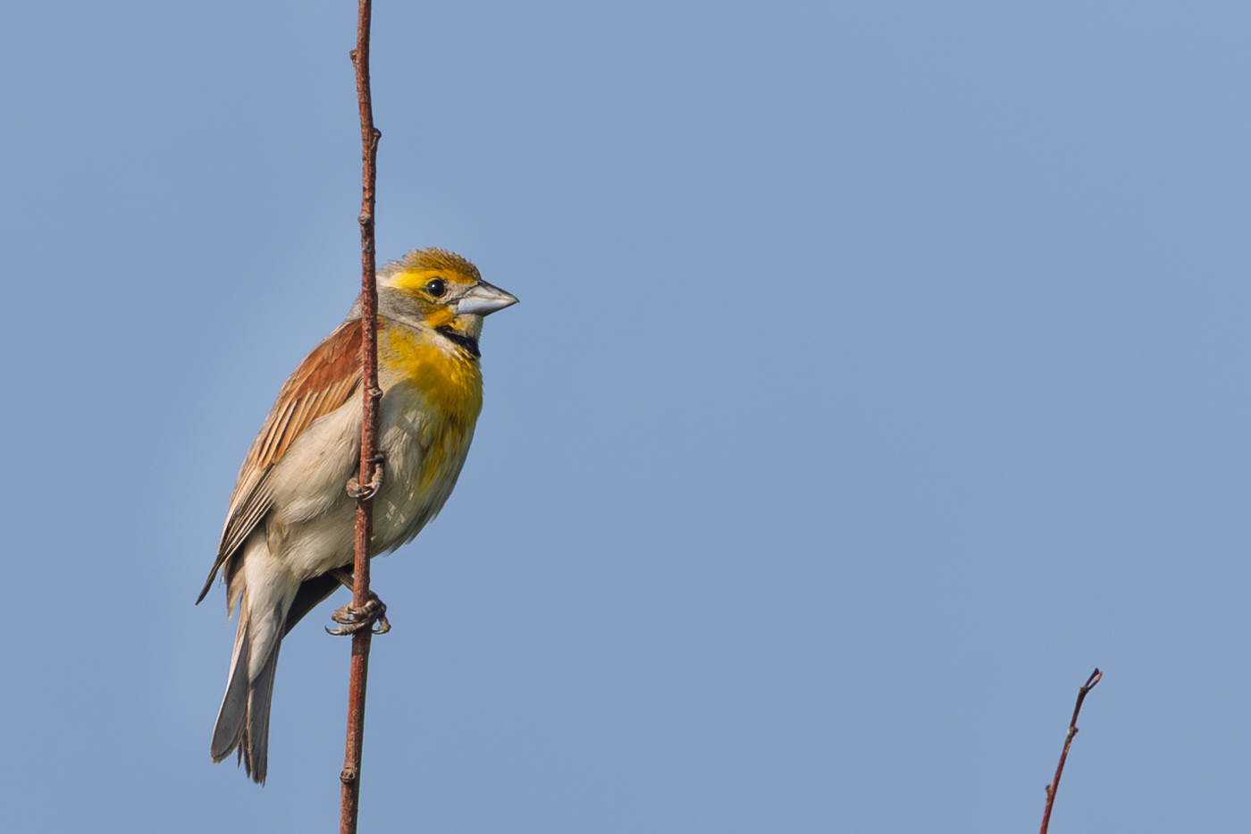 Dickcissel