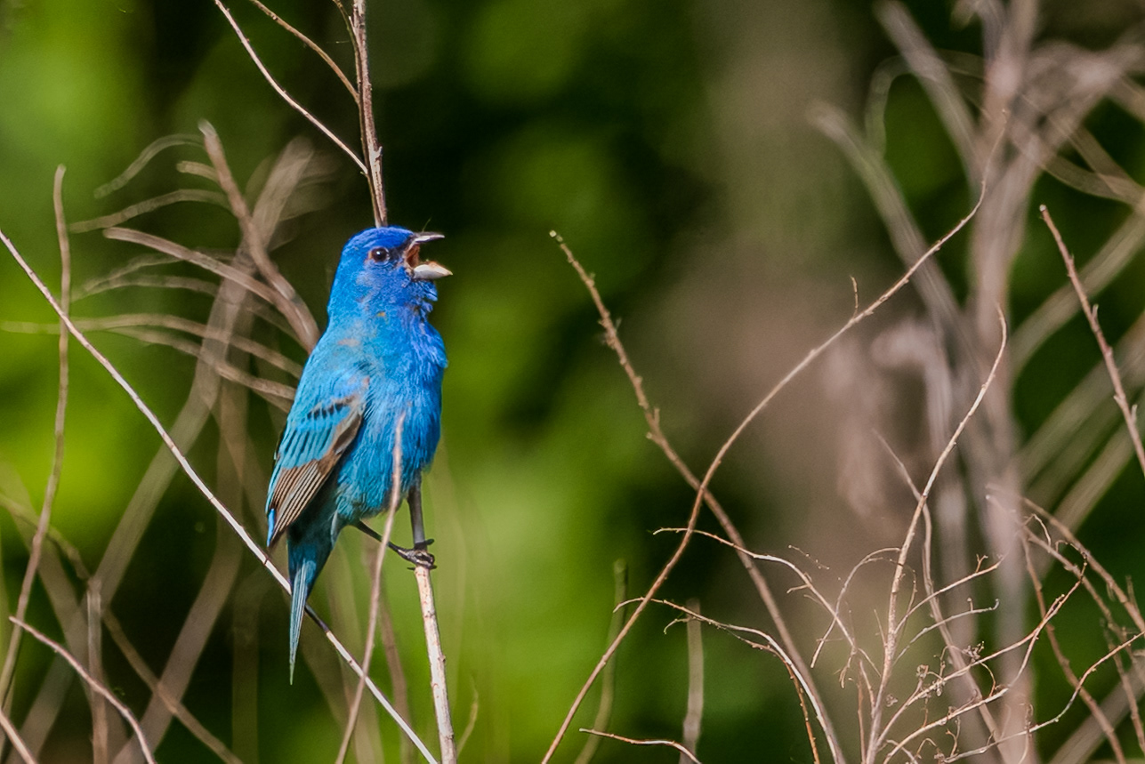 Indigo Bunting