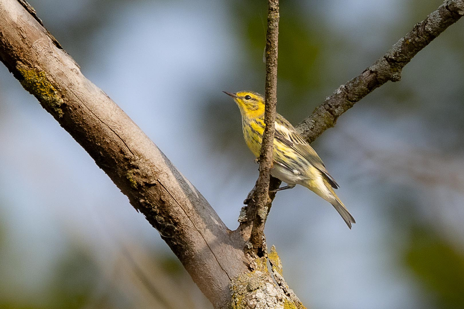 Cape May Warbler
