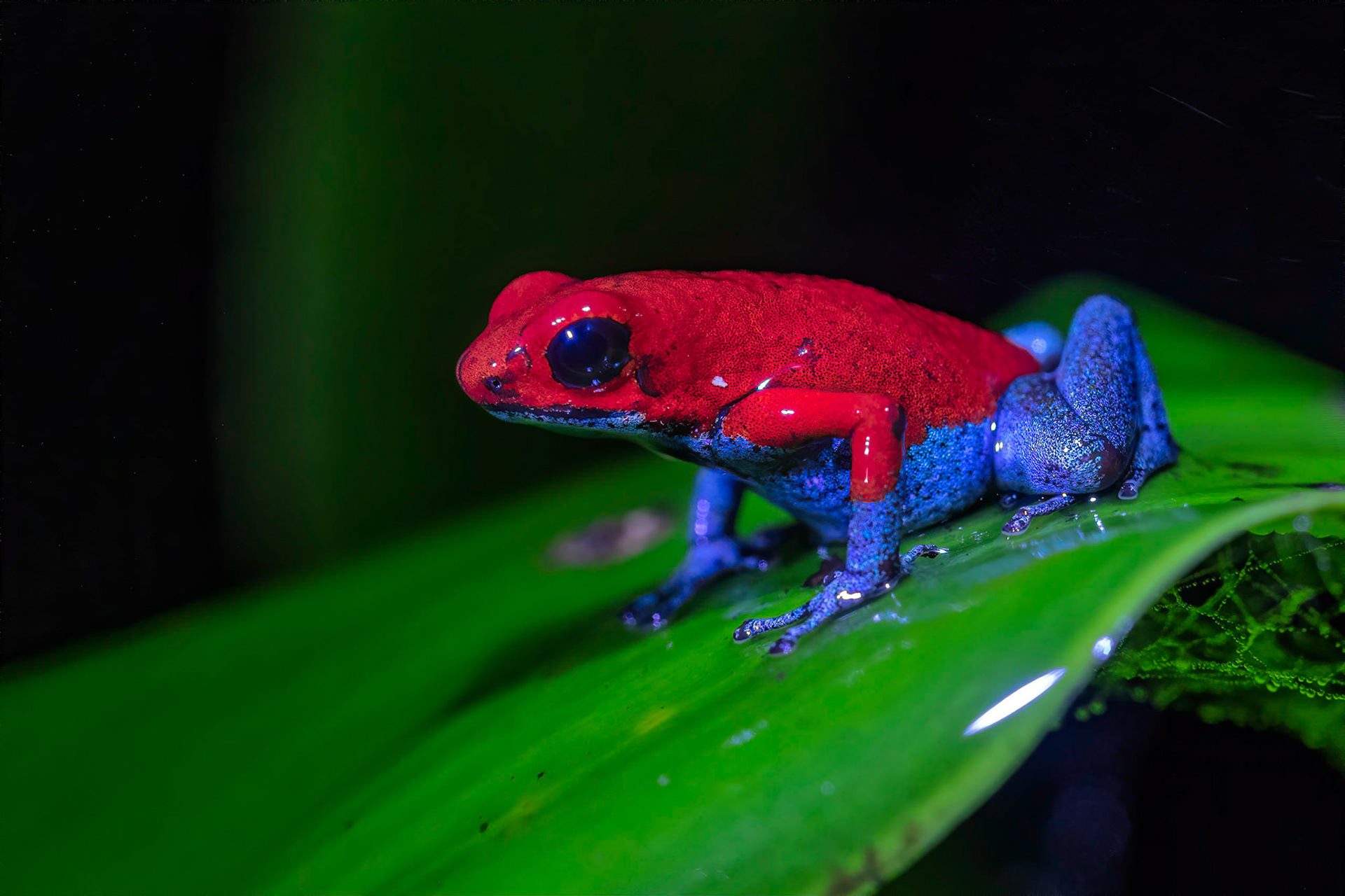 Blue Jeans Dart Frog