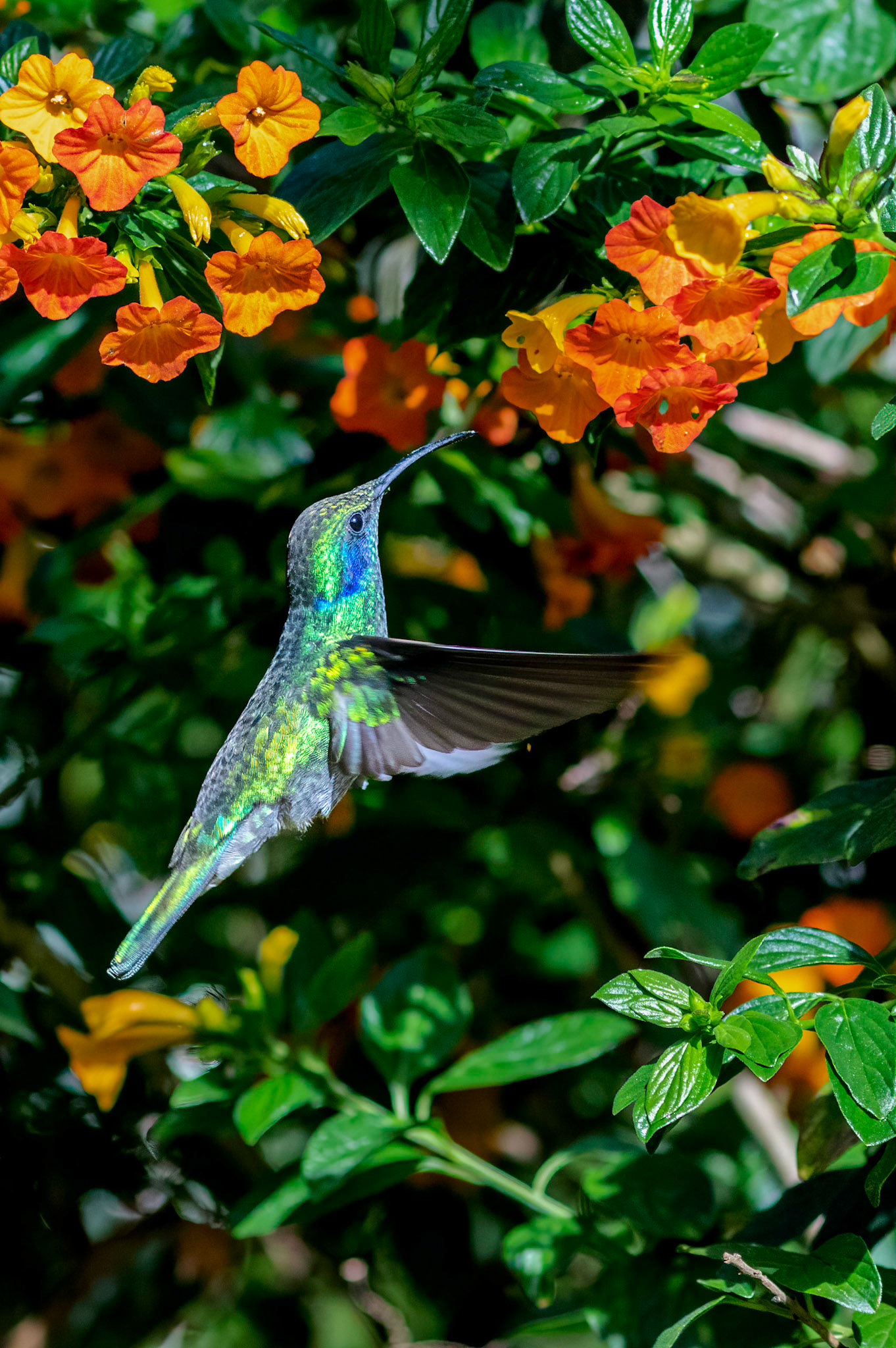 or Lesser Violet-ear