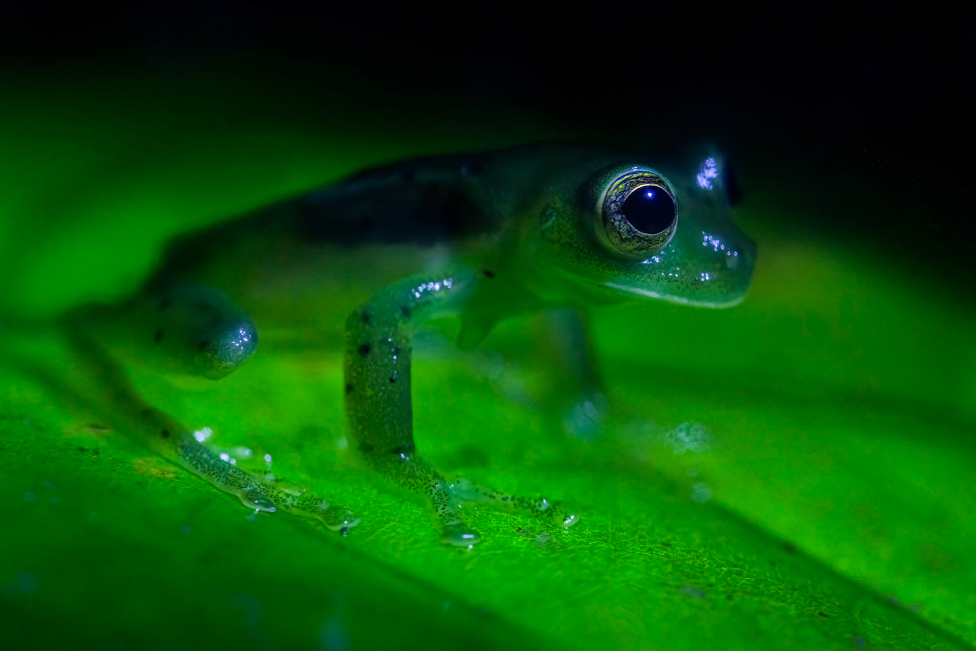 Emerald Glass Frog