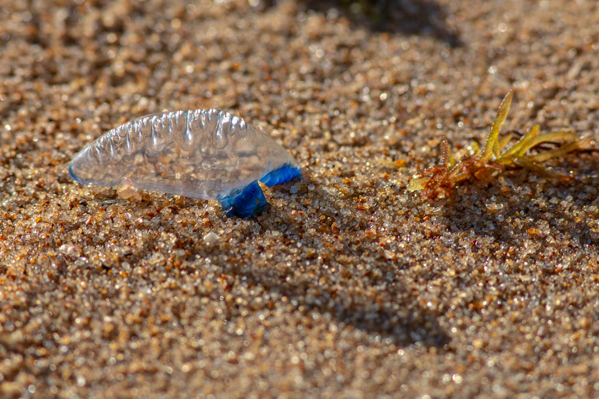 Small jellyfish on a beach near Xai-Xai