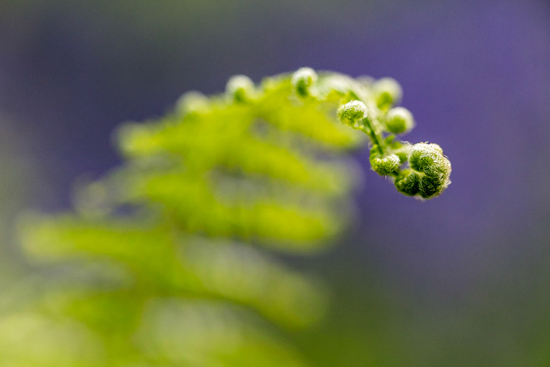 A fern barely in focus to bring attention to the curl on the tip of the fern in Meldon Woods, Dartmoor National Park.