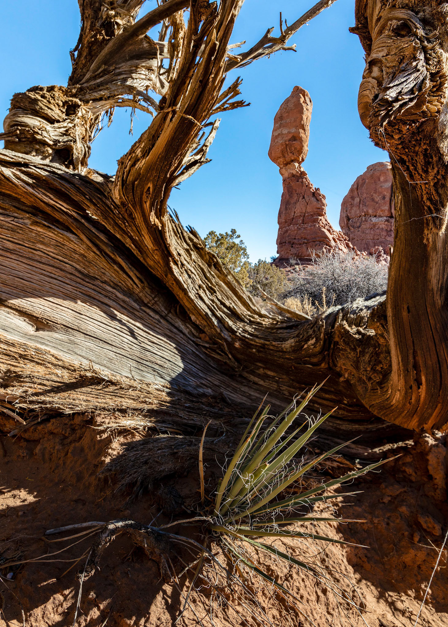 Looking at Balanced Rock through a twisted juniper tree in Arches National Park, Utah, USA.