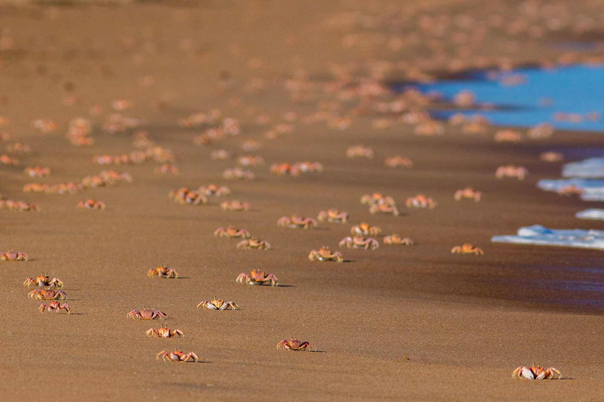 hundreds of crabs to count on a beach near Xai-Xai