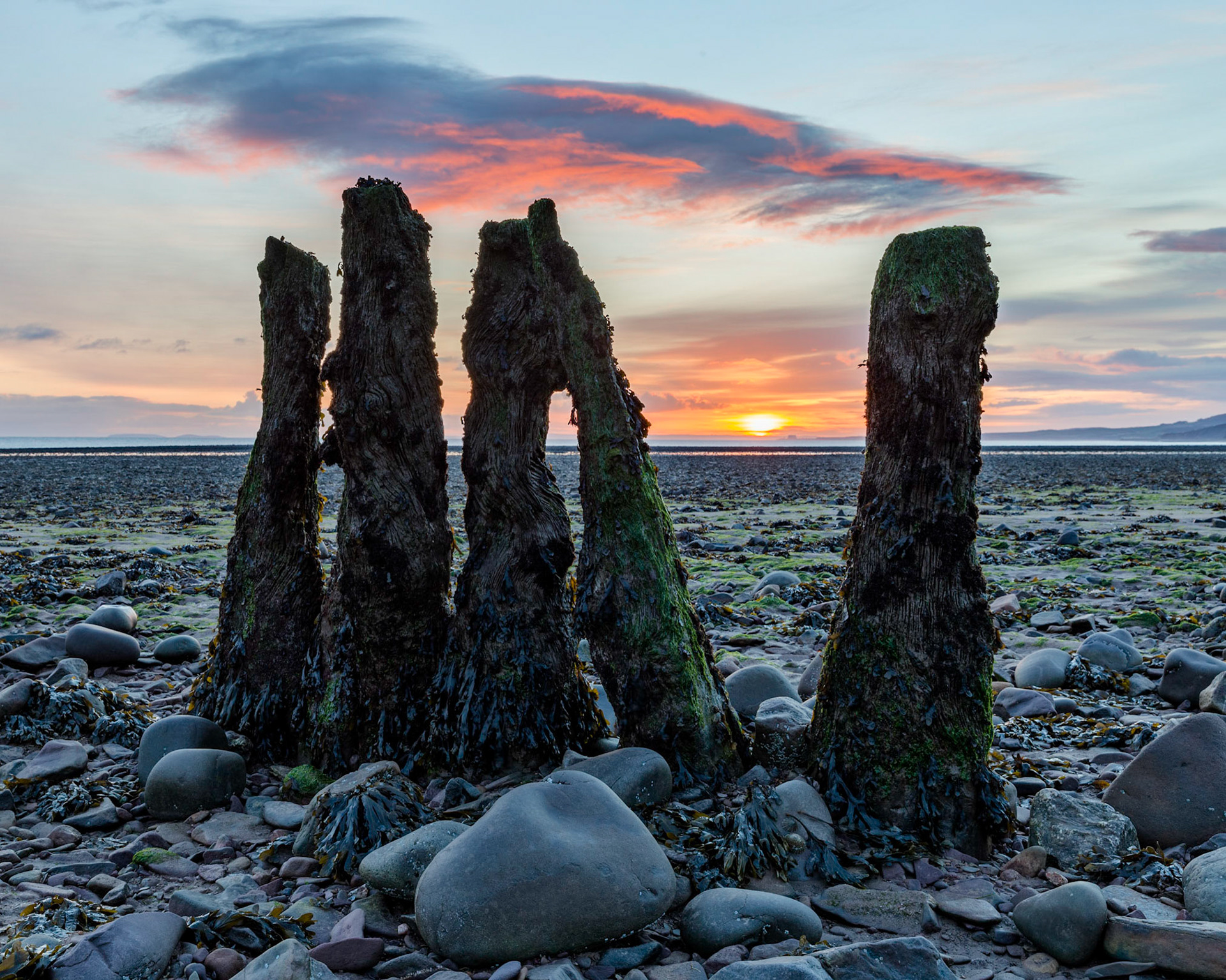 Old worn groynes covered in seaweed on the shore of Somerset.