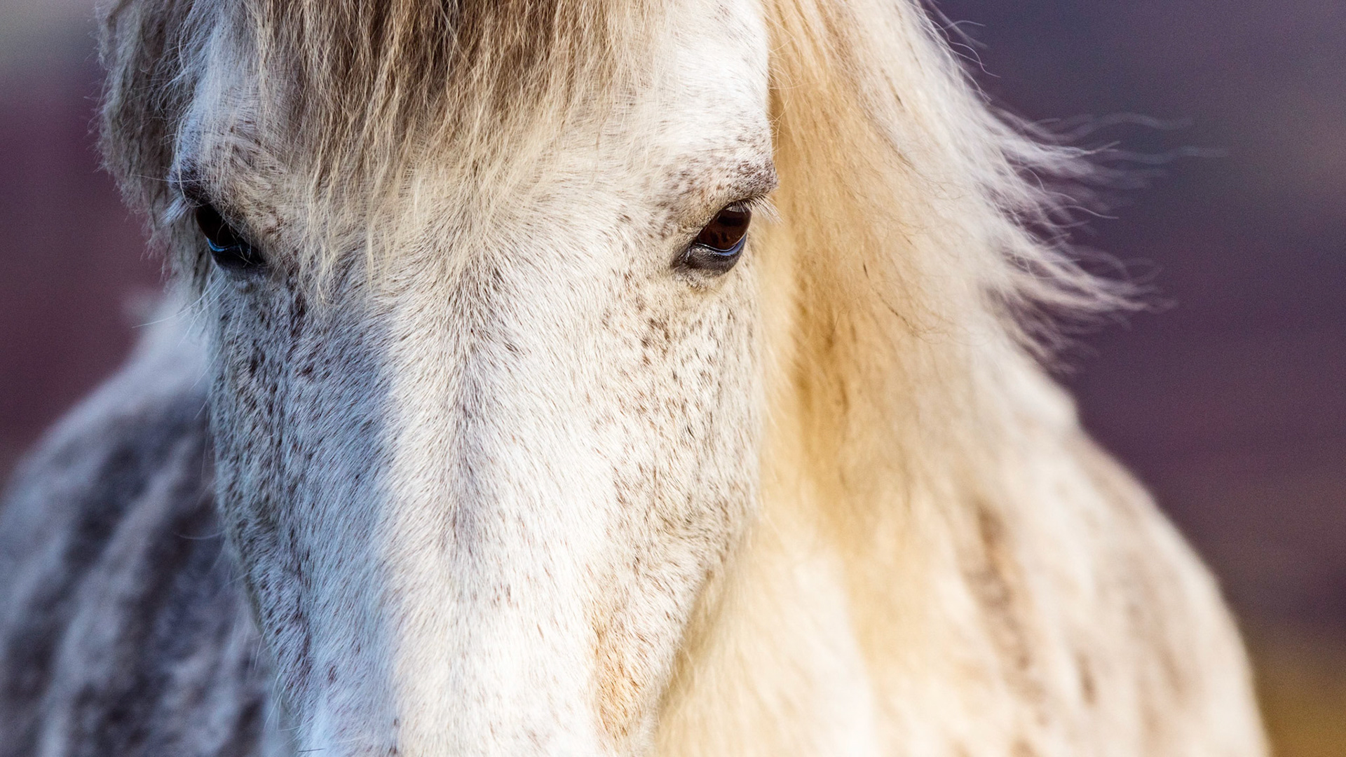 Dartmoor pony out on the moors one early fall morning in Devon, England.