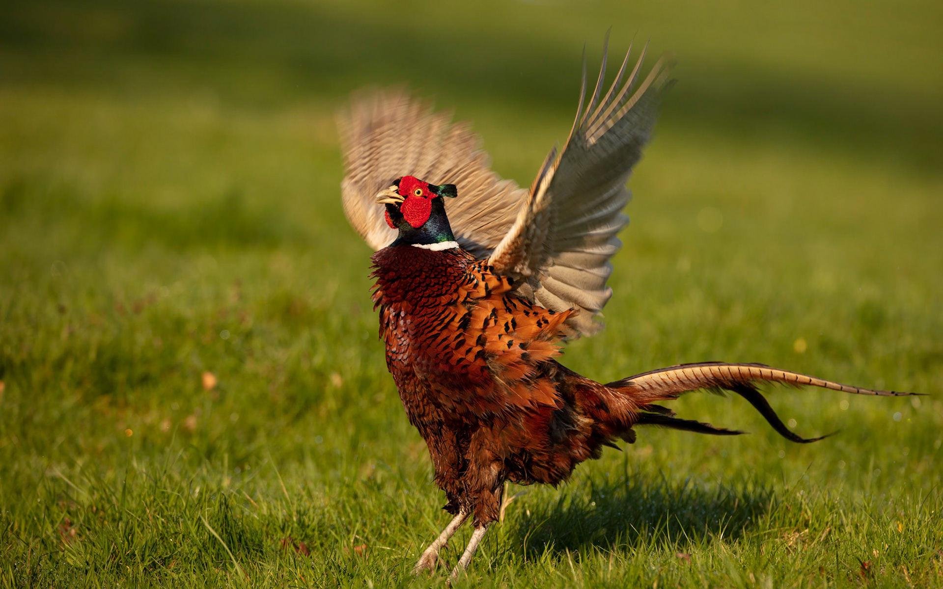 A pheasent in a field early on a sunny morning near Corffe House in Norh Devon.