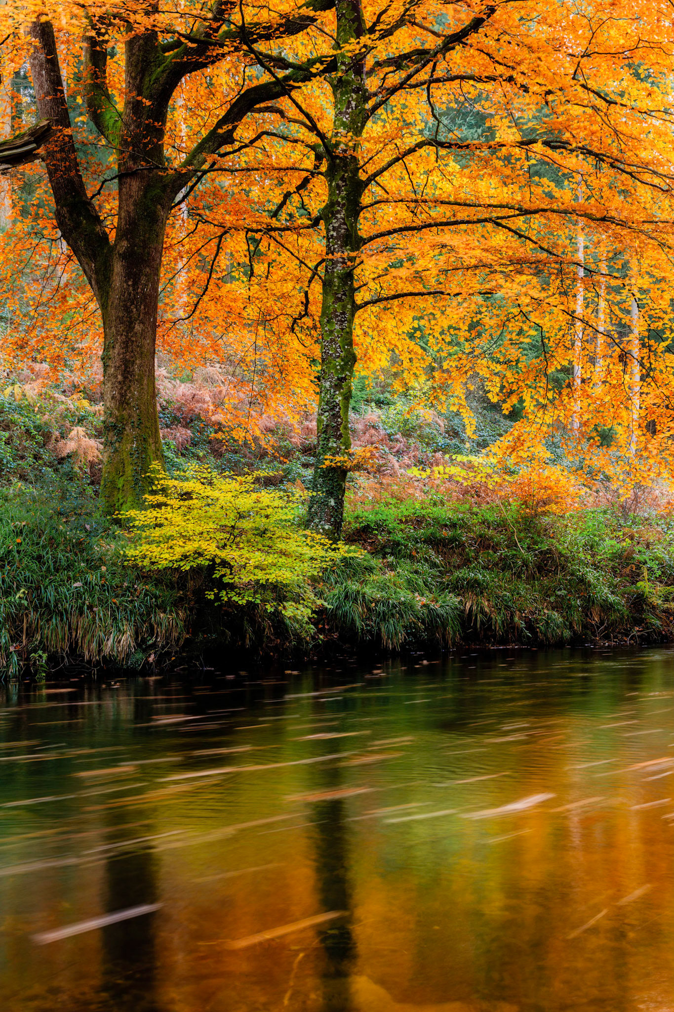 The River Teign carrying fall leaves down stream in Dunsford Wood, Dartmoor National Park.