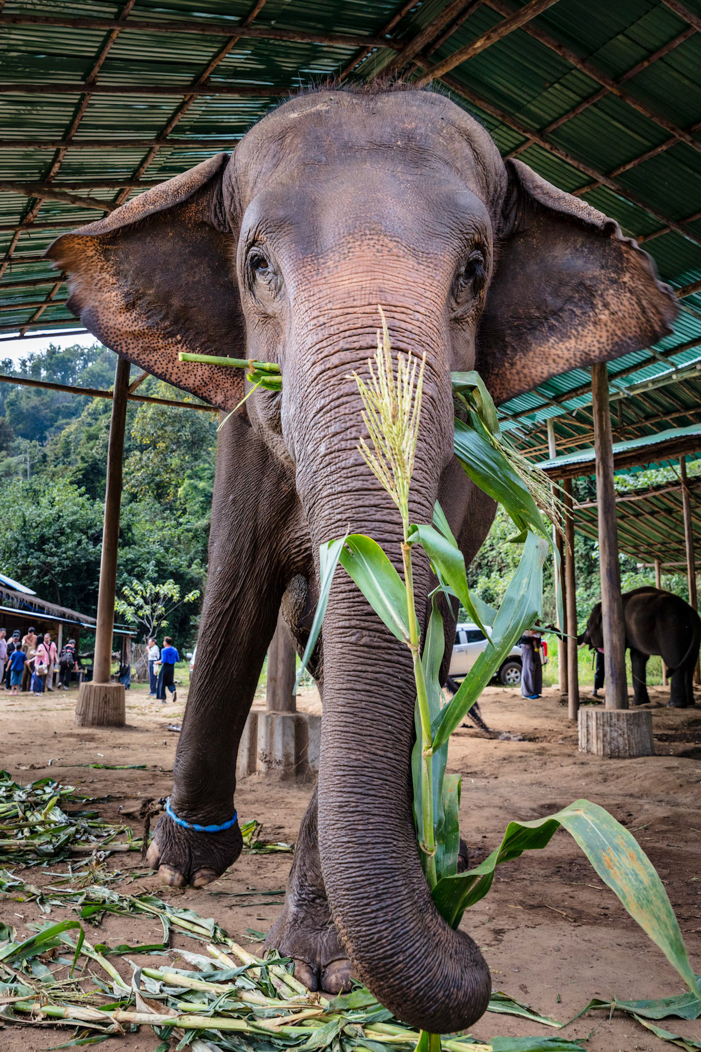 A large indian elephant eating stalks of corn at an elephant sancuary near Chiang Mai, Thailand.
