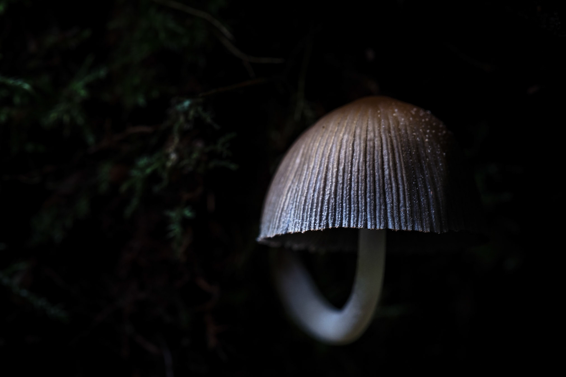 A small delicate mushroom growing on the underside of a fallen tree in the Dart River valley.