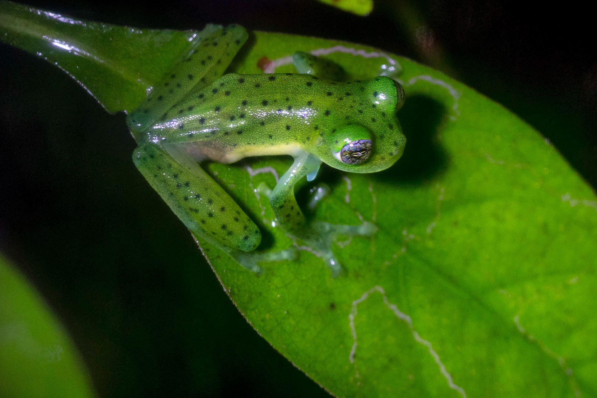 Emerald Glass Frog